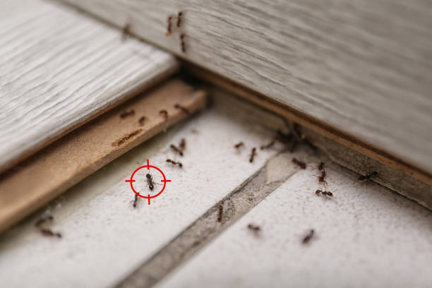 Best Commercial Pest Control Services  in Eastmont, WA