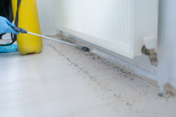 Best Termite Control Services  in Eastmont, WA
